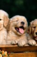 /album/hayvanlar-alemi/www-wallpapersharing-com-golden-puppies-wallpaper-t2-jpg/